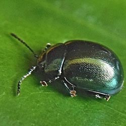 Chrysolina varians Chrysolina varians
